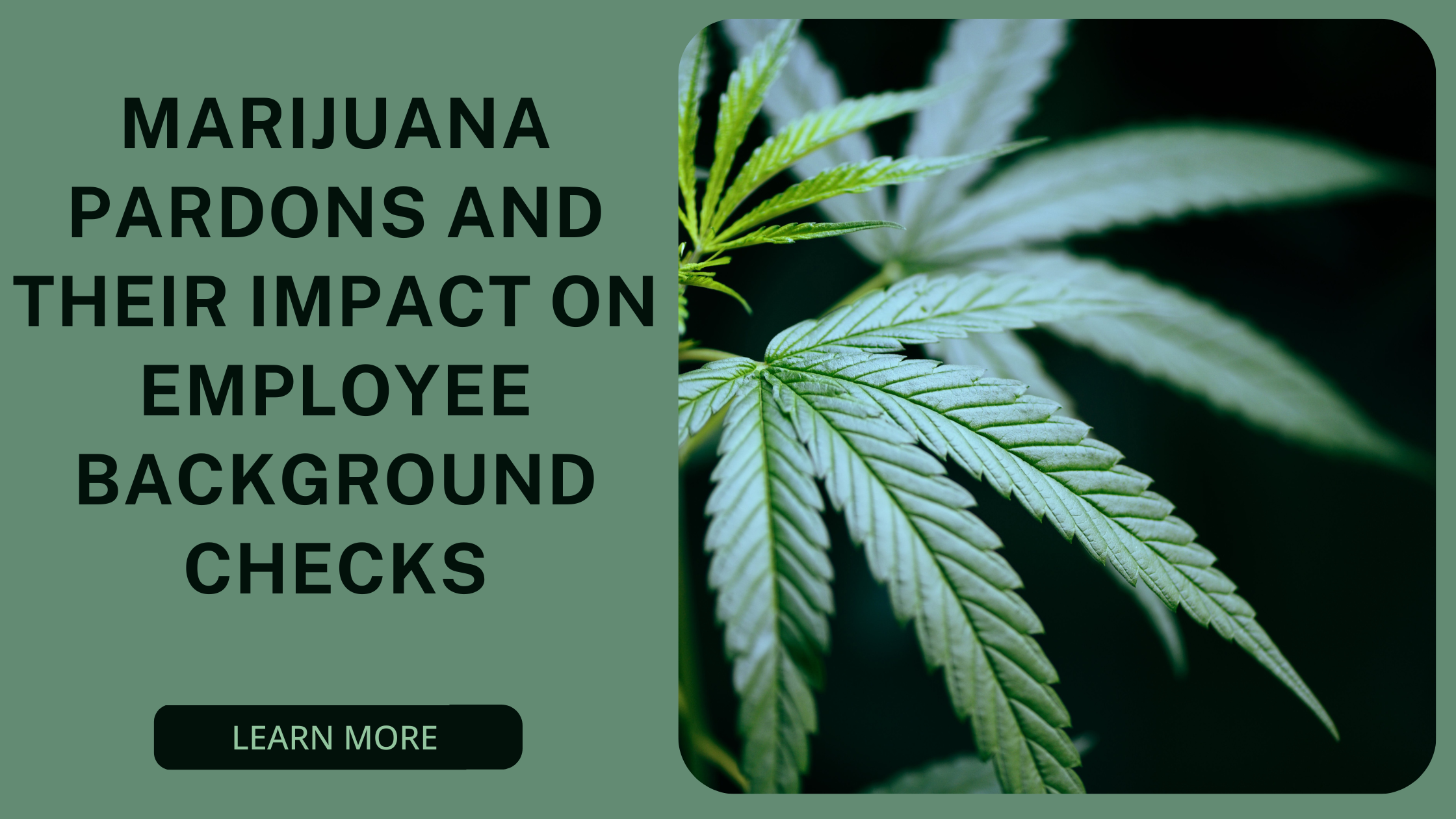 Understanding Marijuana Pardons in Background Checks and Their Effects on Hiring